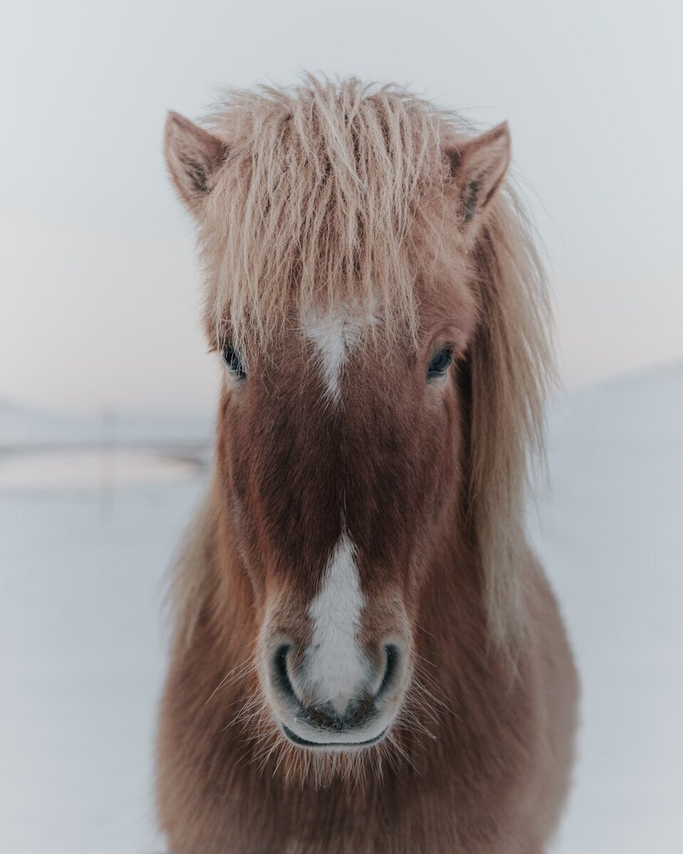 Dyreliv på Kilden